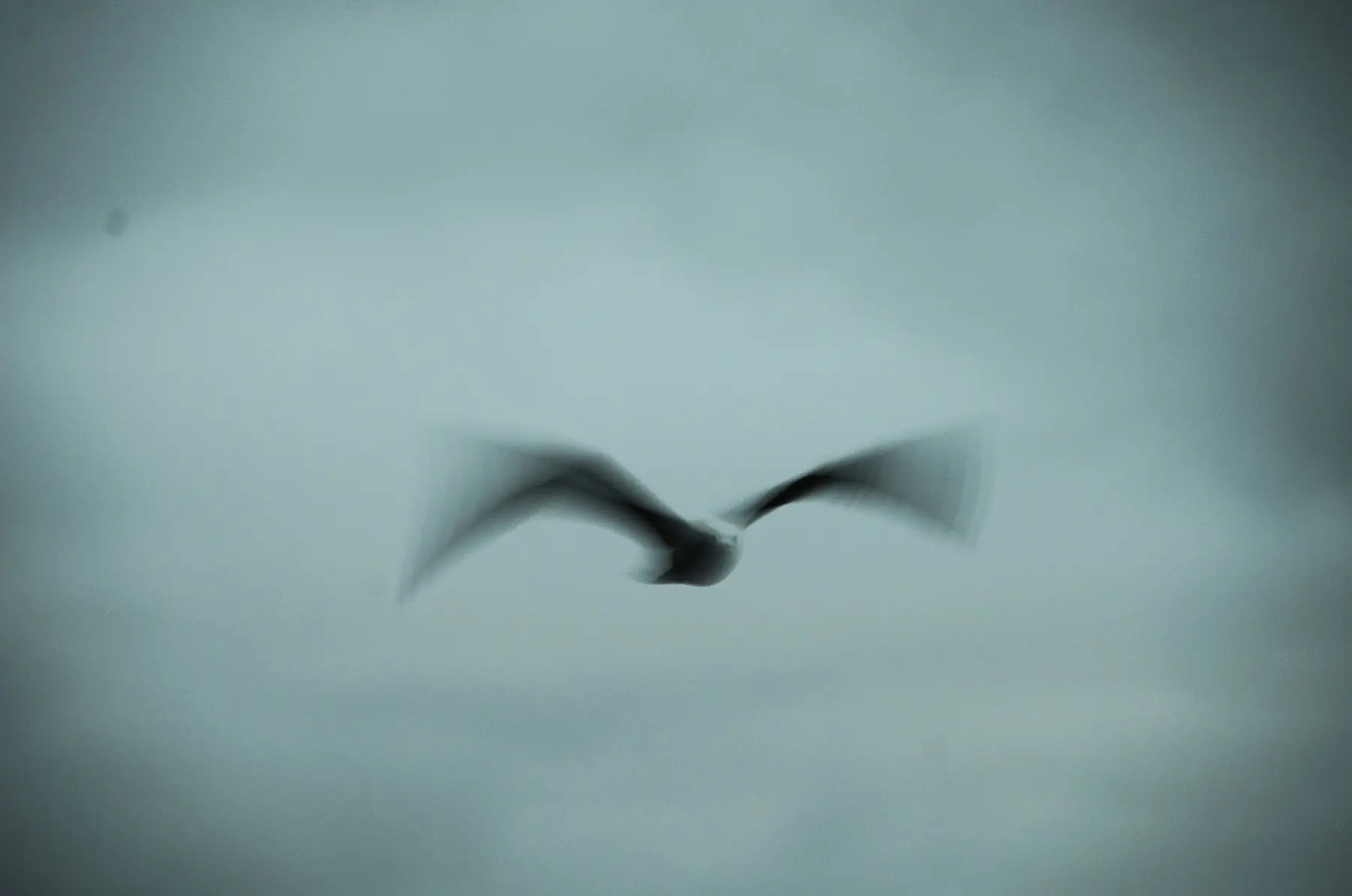 A Journey Through Photography and Management