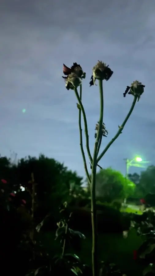 Full Moon Pictures